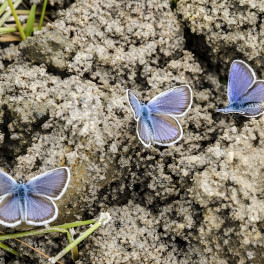 Ekologie jako životní náplň